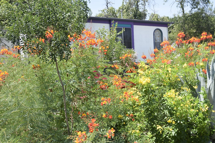 Garden in bloom