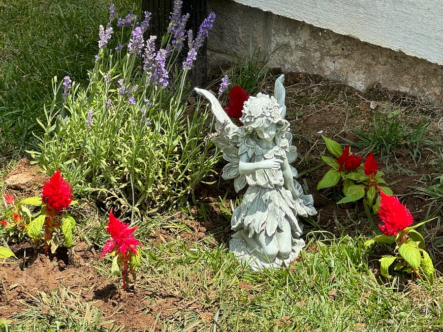 Flowers in our fairy garden.
