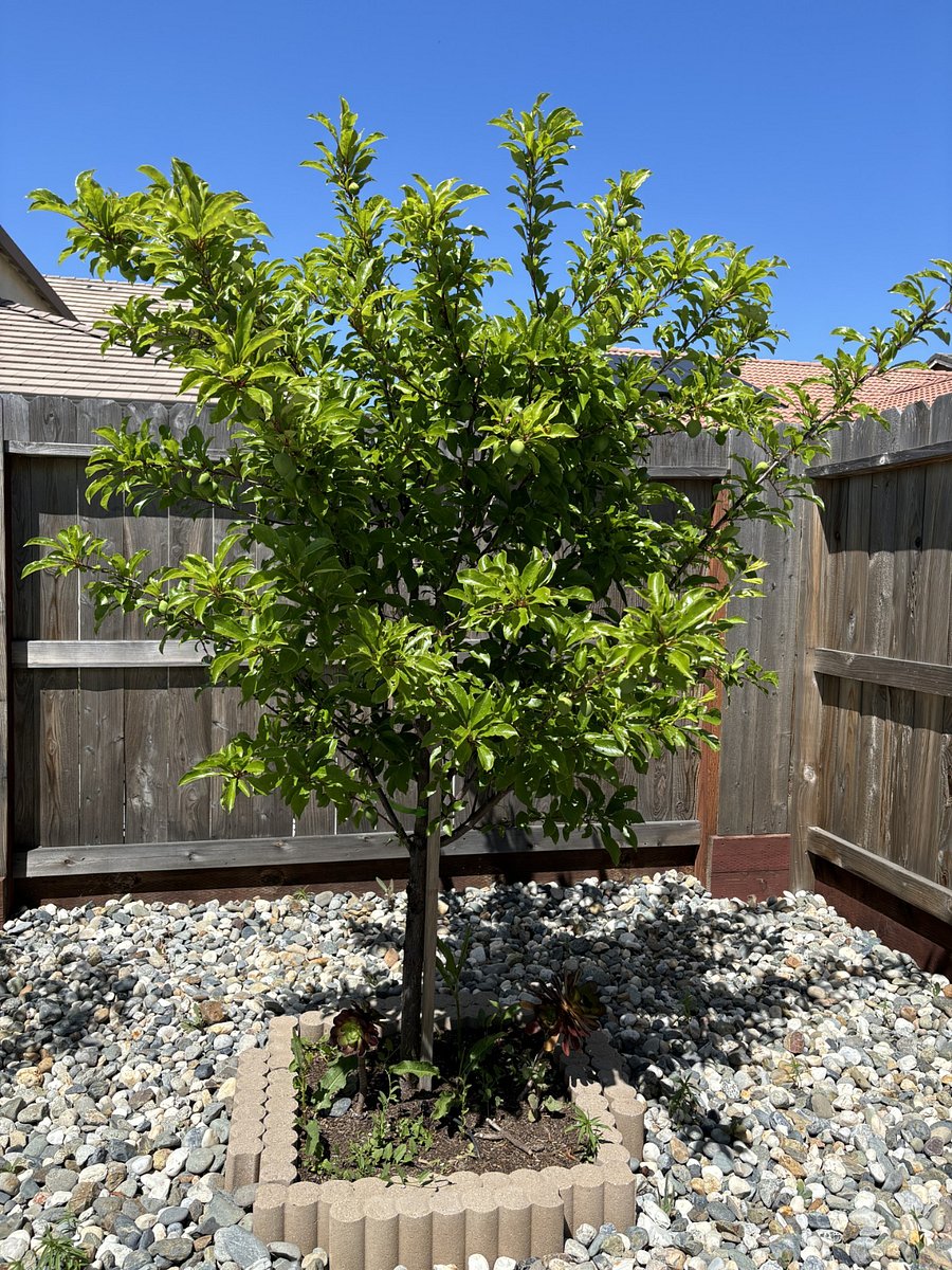 Plum tree. I bet you to count fruits in the tree, lol :) They are blending with the green leaves so it's hard to see.