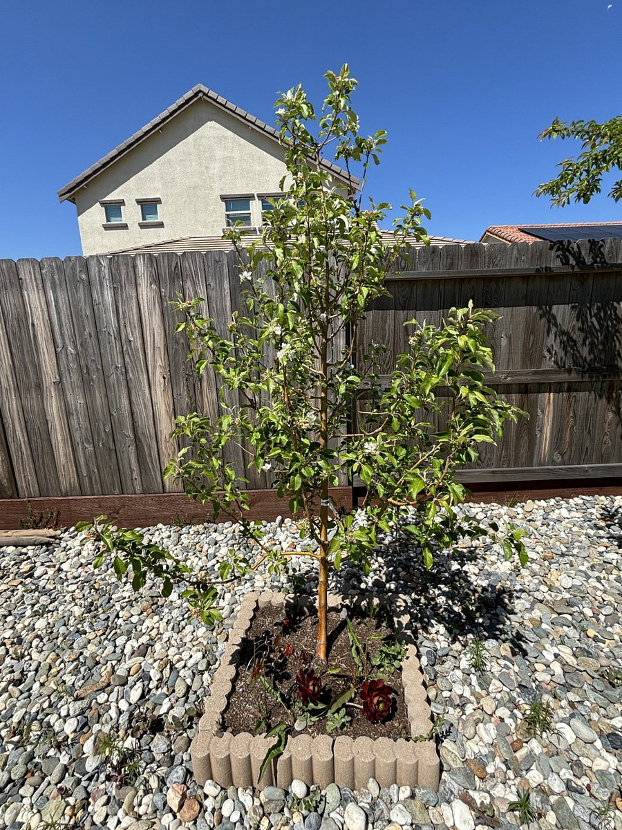 Honey apple tree.