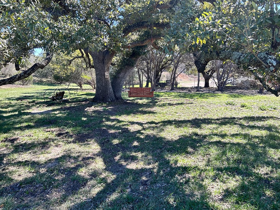 Backyard swing under large oak