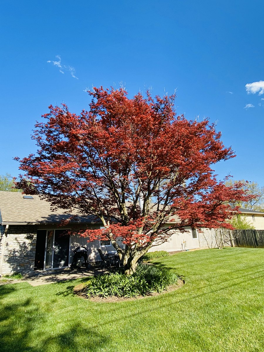 Japanese Maple in backyard by patio