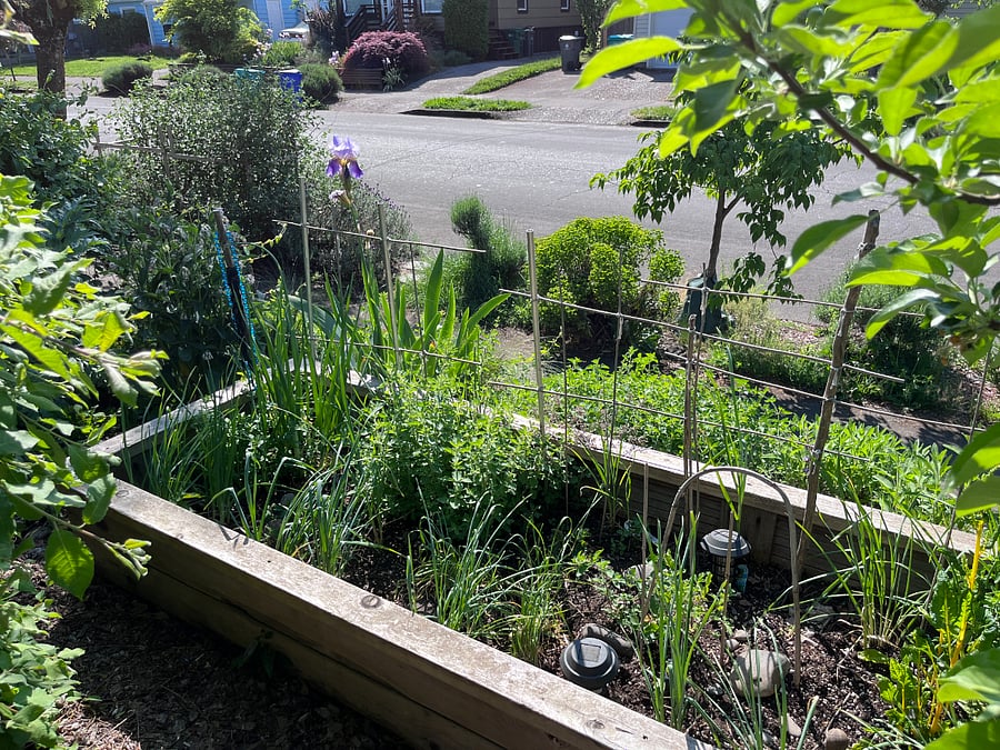 front garden bed