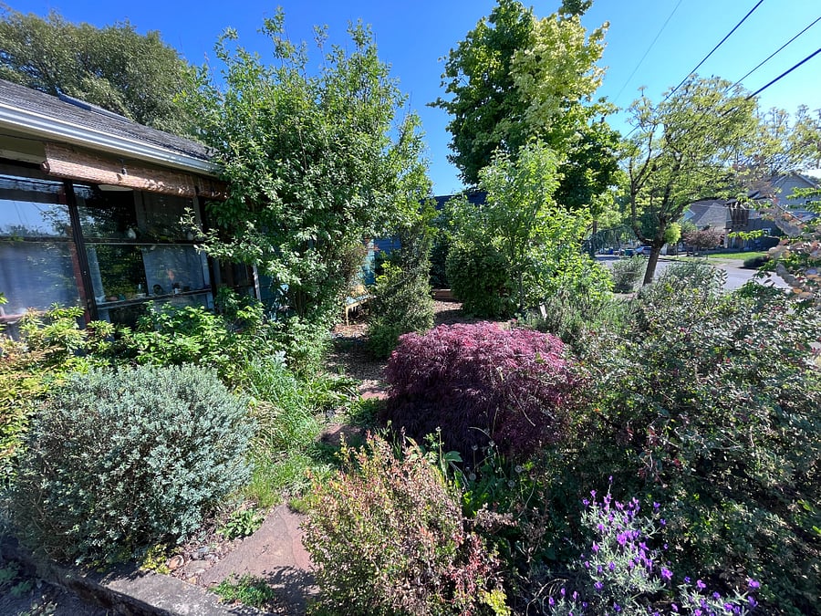 front yard / 2 garden beds / outdoor bench / mature landscaping / blueberries / apple tree / herbs / rosemary / eucalyptus