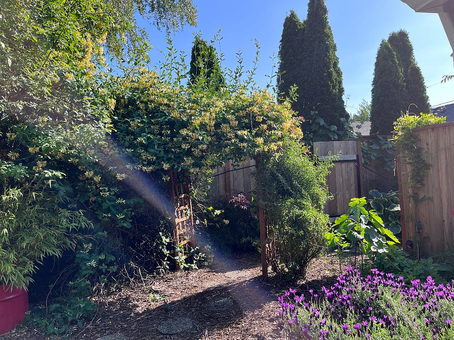 rear yard with sauna / 21 year old honeysuckle 