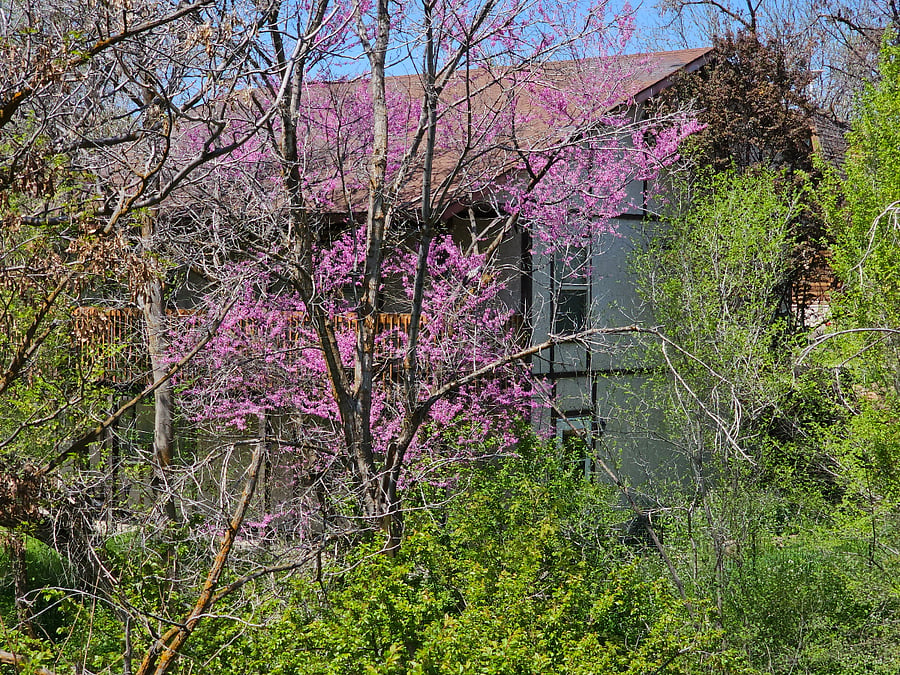 View of the house from the street in spring. by summer it will be almost invisible.