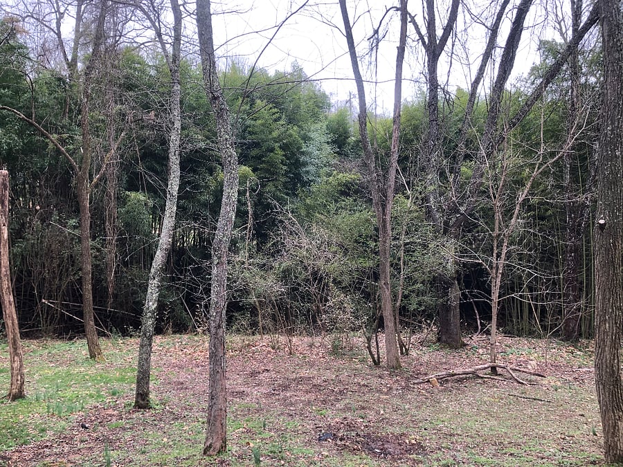 Winter view of backyard. Bamboo in back third of property provides privacy. Theres a small stream at bamboo line.