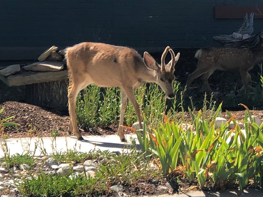 DEER ARE EVERYWHERE!