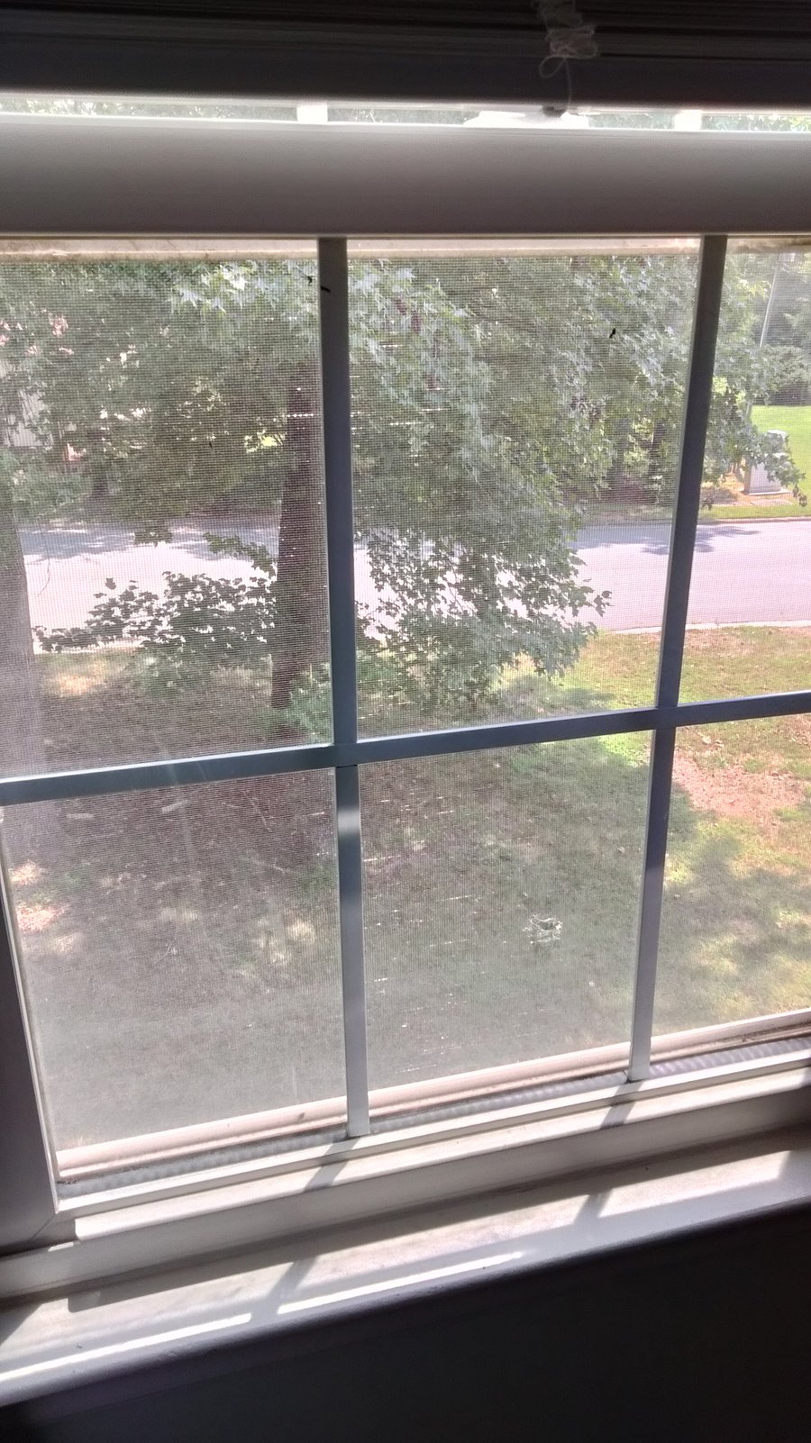 View into front yard