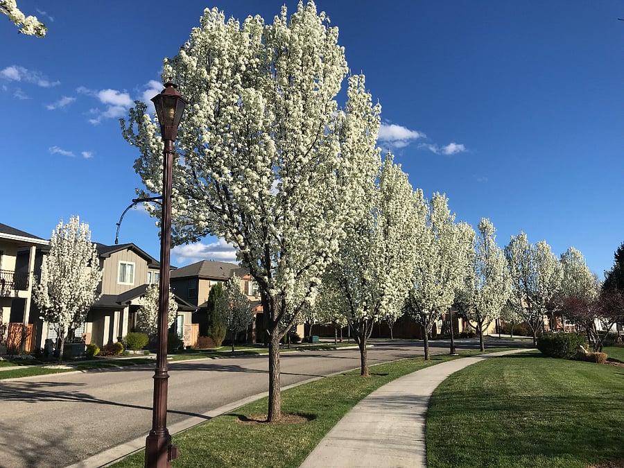 Flowering Trees in the Community
