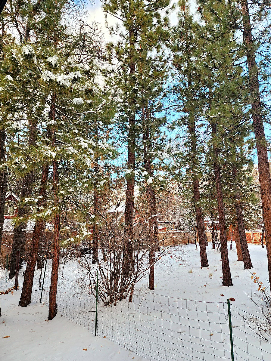 Another view of the snow-dusted backyard trees! Keep an eye out for native birds, woodpeckers, squirrels, chipmunks, raccoons, and other wildlifenature lovers will enjoy the little shows they put on. 