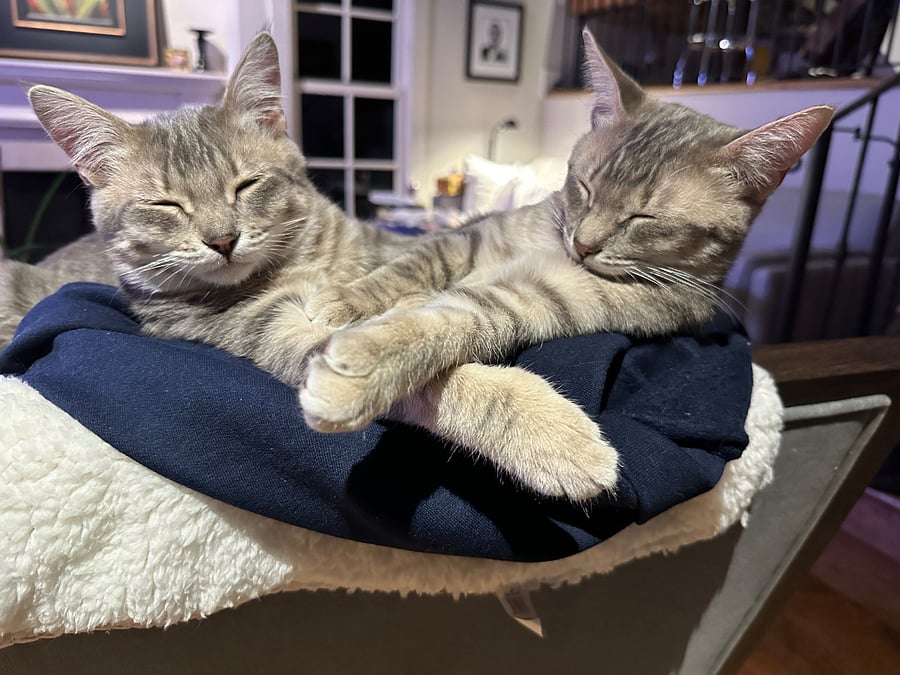 Purring included
