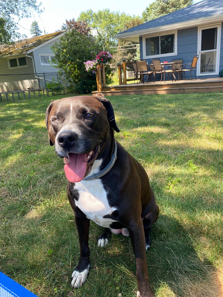 This is Ellie, a one eyed 2 yr old dog who lives here as well. She is super friendly and the sweetest girl and would love to cuddle next to you!