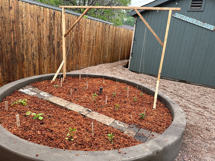 Backyard veggie garden