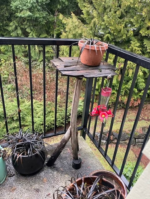 Enjoy the hummingbirds of the greenbelt!