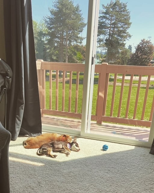 Living room with view to park and two dogs who love the sunshine. 