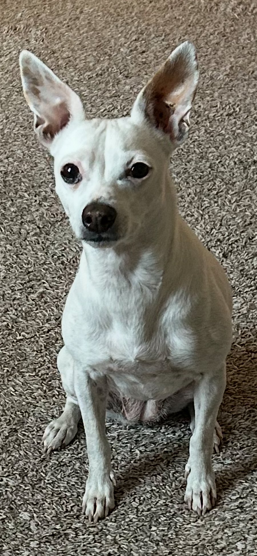 Our 11 pound "Chiggy"