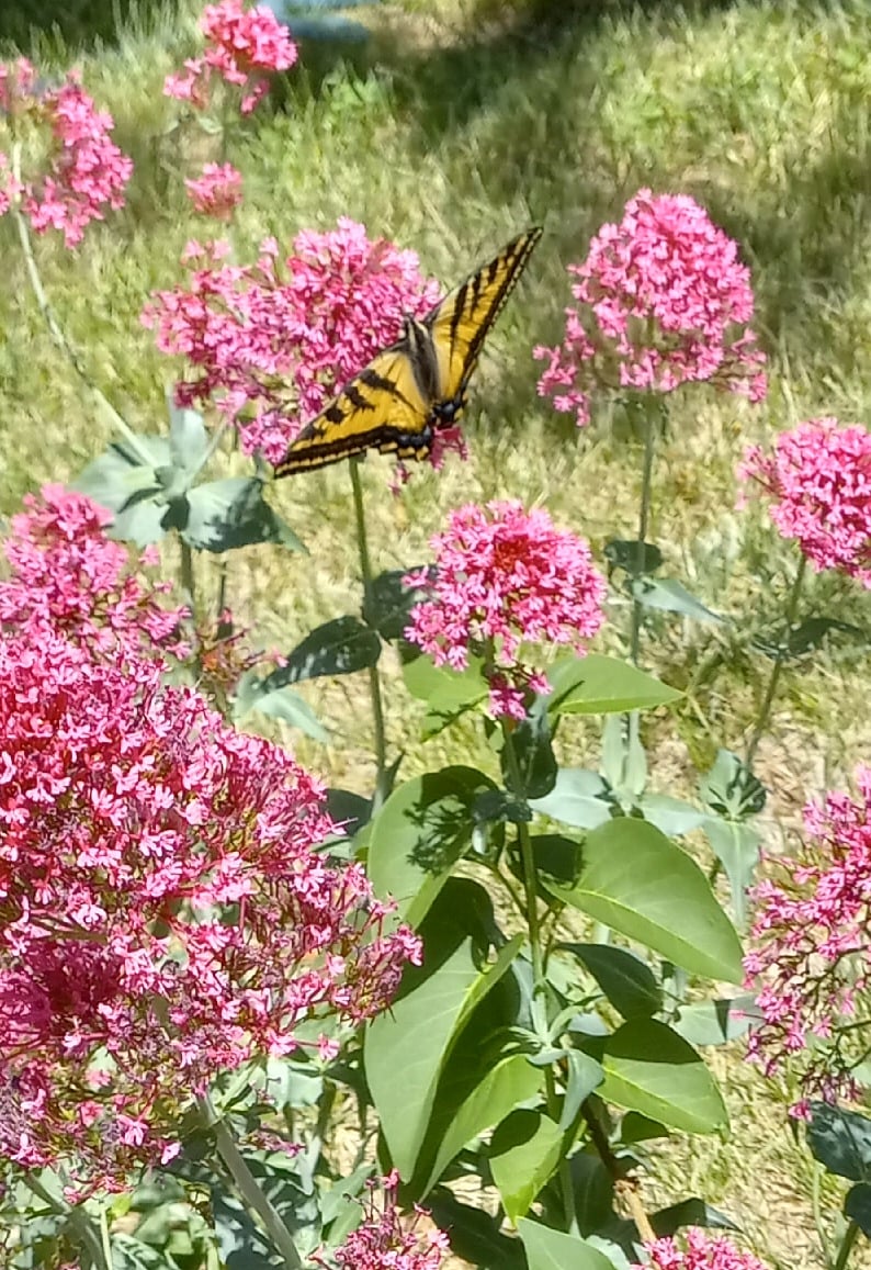 Our yard is full of native plants. You'll see butterflies, pollinators, humming birds, blue jays, and other wildlife. If you're lucky, you may even see the black fox that jogs by from time to time.