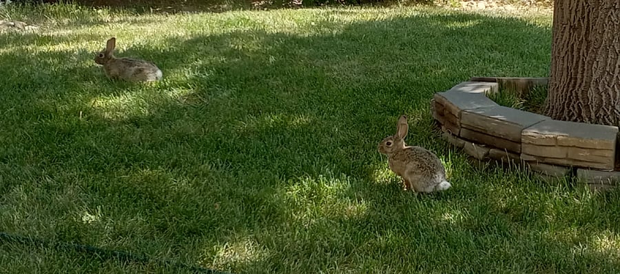 Sitting out front, you'll likely see a lot of friendly neighbors and maybe a few rabbits. 