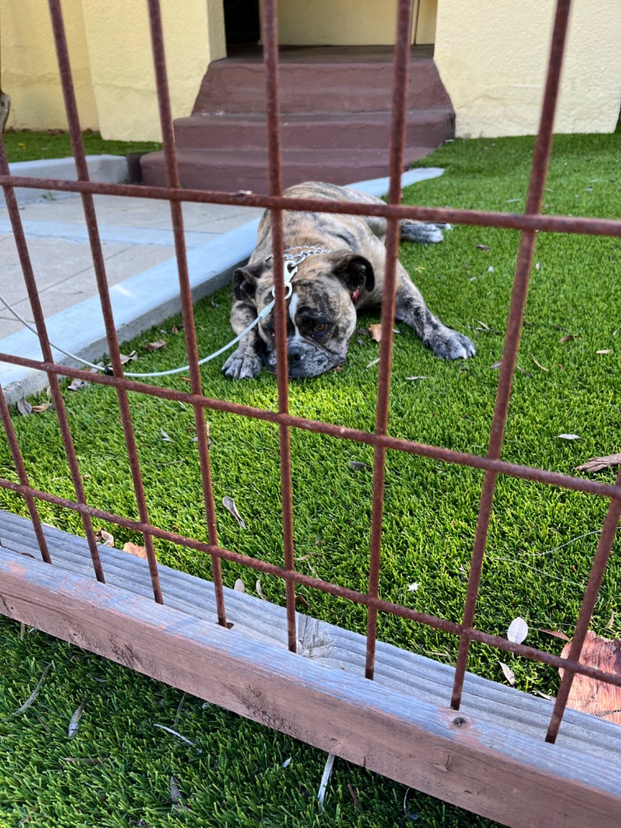 This puppy lives in the front home.