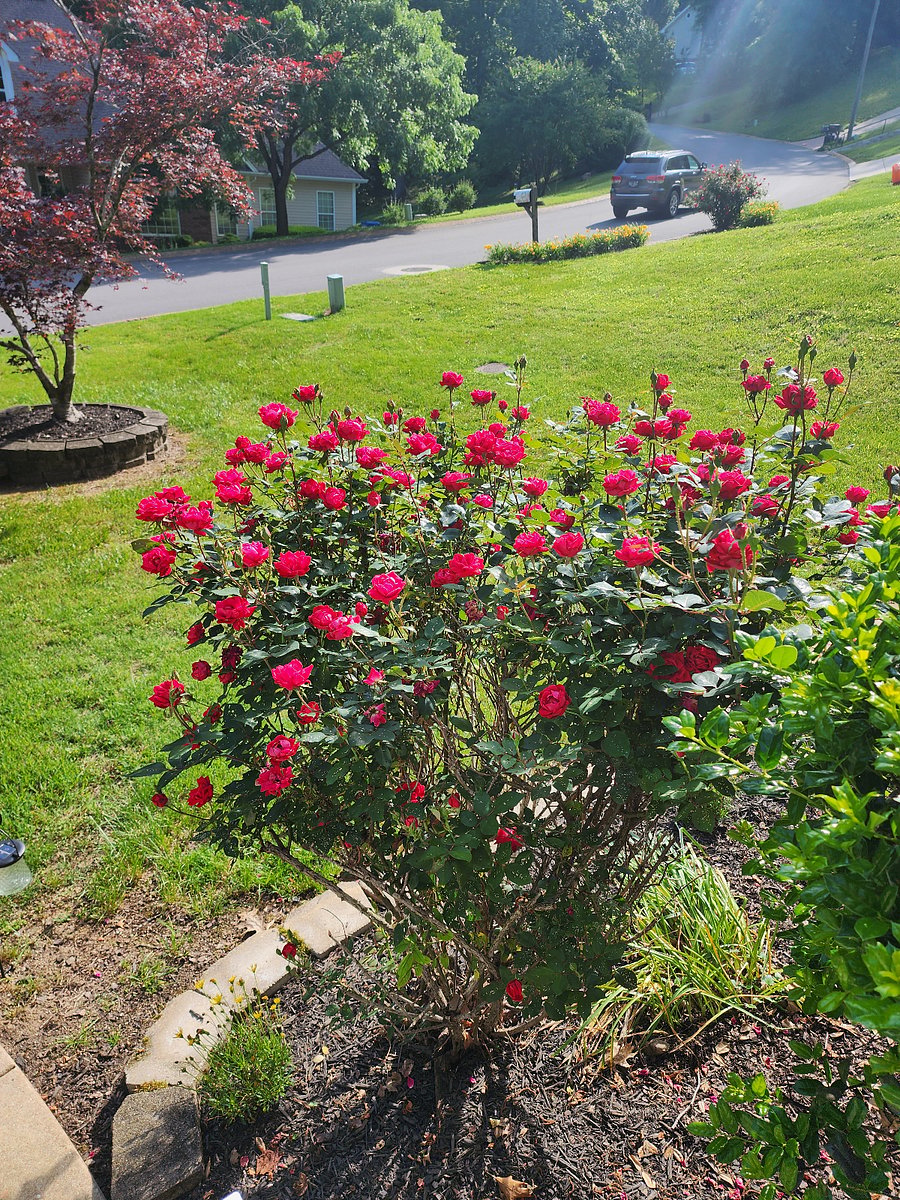 Our gorgeous knock out roses are sure to please!