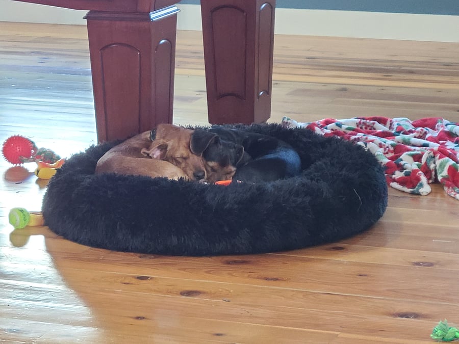 Roscoe and Puck