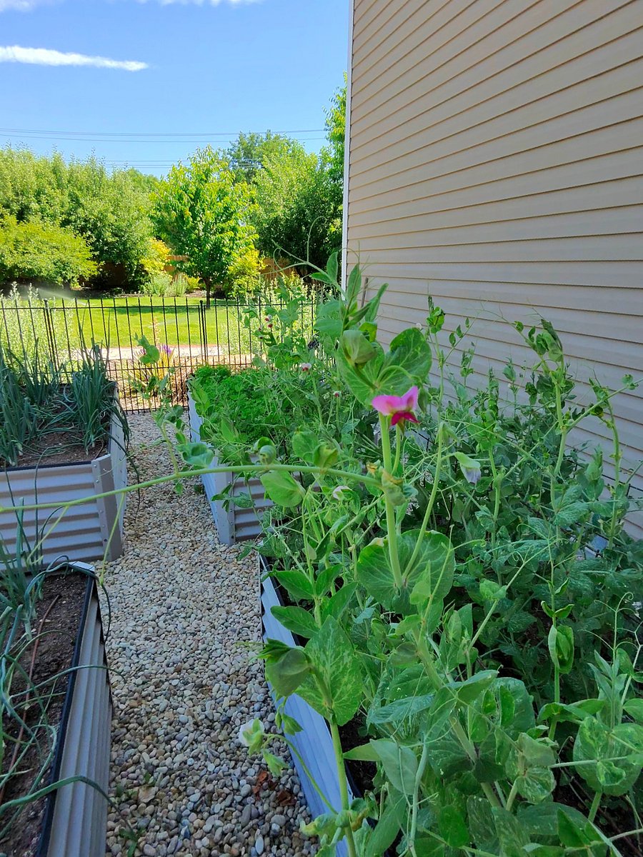 Garden facing the back yard.