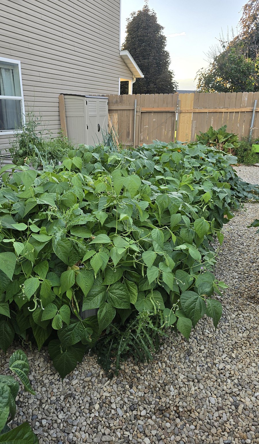 Garden facing the front yard.