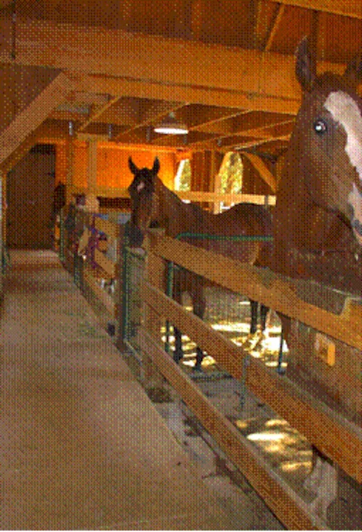 A friendly morning greeting on way to bathroom downstairs in the barn.
"The horses are great neighbors." "I have never been so close to such giant, gentle creatures." "The horses are amazing." " I know them by name and they know me." "Their stirring is comforting." "I sleep so well tucked away in the loft."