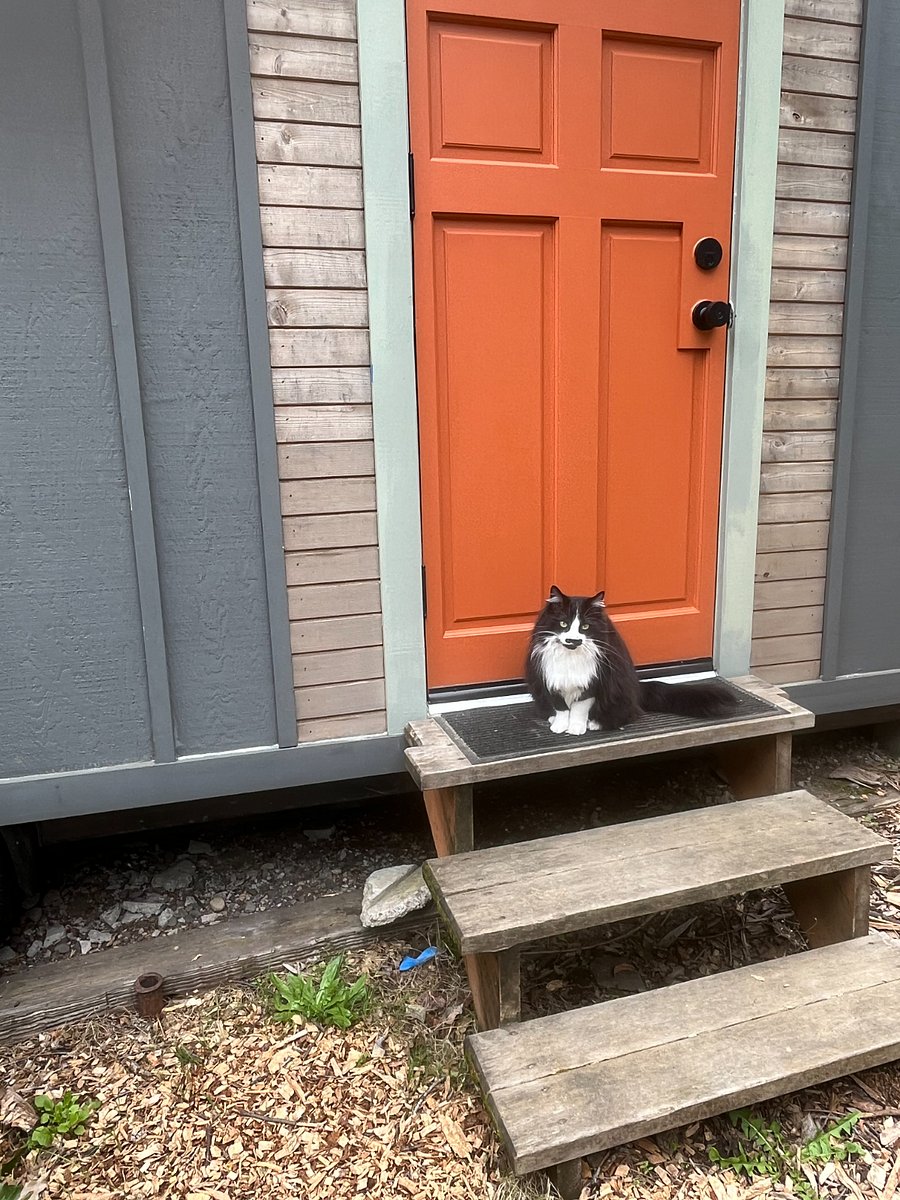 Resident feline.