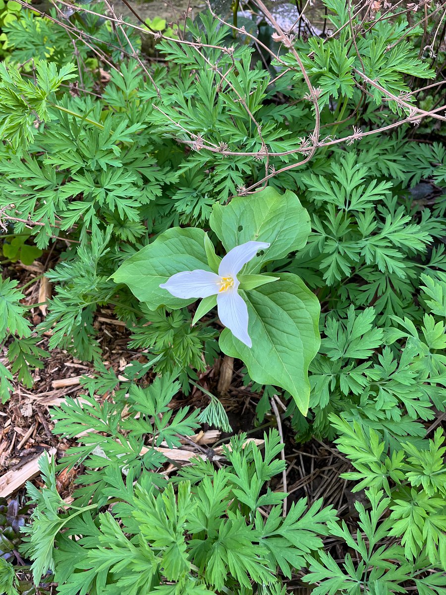 Trillium in native shade garden.