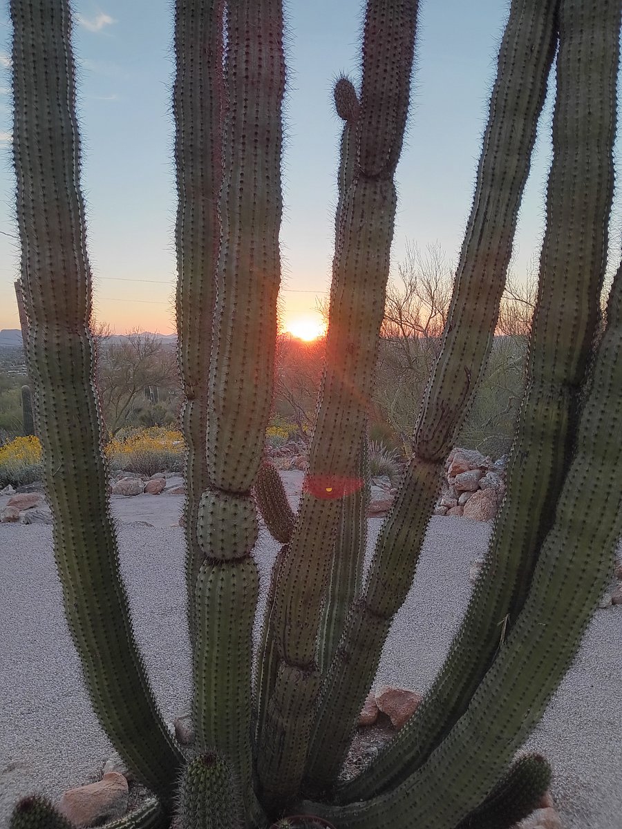 Unbelievable sunsets every night. Viewable from kitchen and bedroom sliding glass doors. Once the sun sets the sparkly city night lights are calming and serene. Diverse native gardens of cacti.