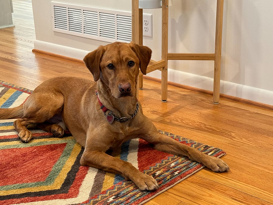 Sam, my 3 year old lab