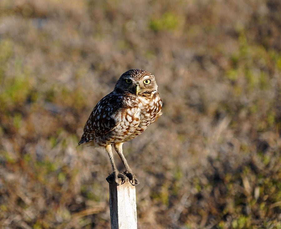 Burrowing owl in the front yard