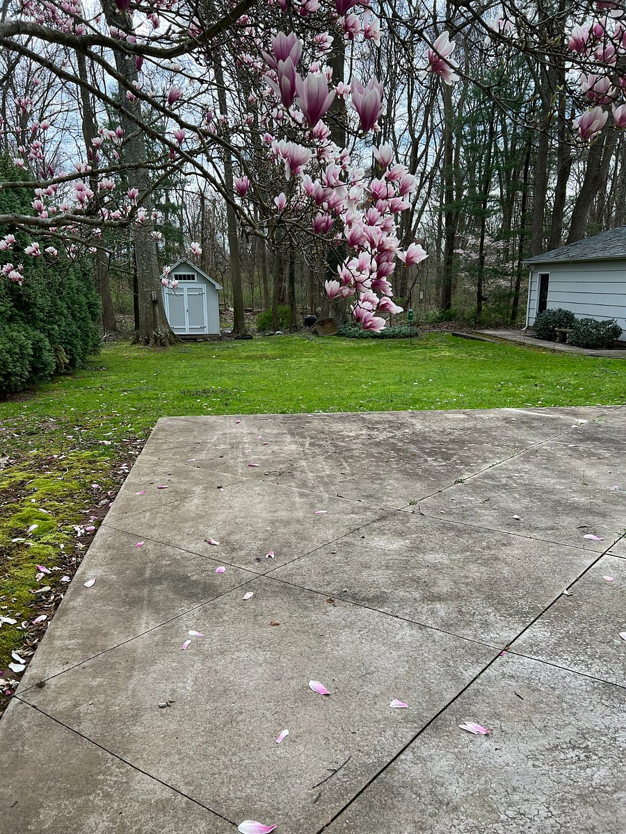 back yard