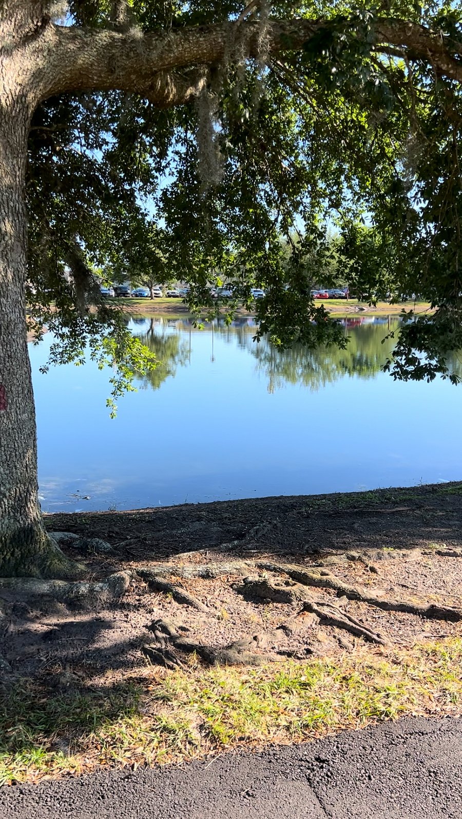 Take a walk around the pond while strolling through the park