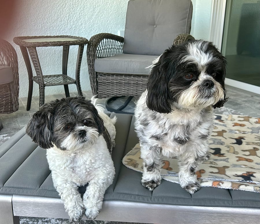 Your fur babies are welcome here.