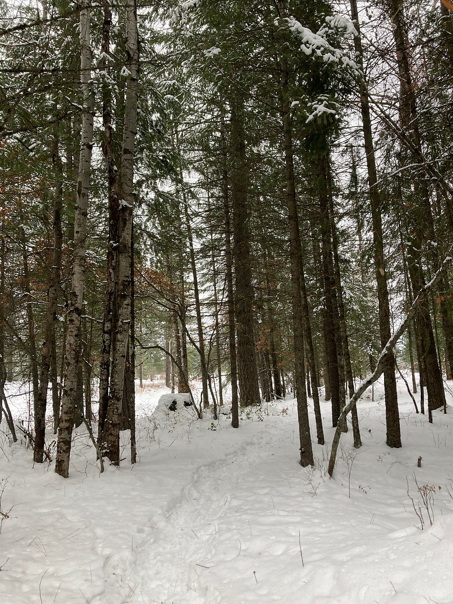 View of our woods, Lovely to snowshoe through.