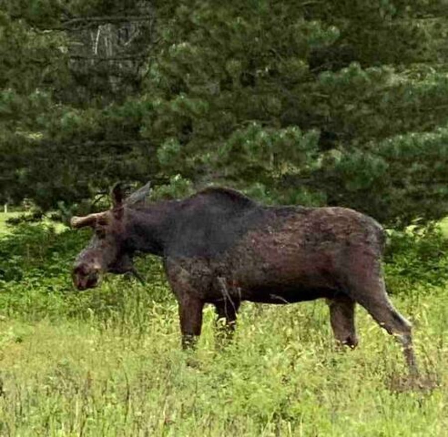 Sometimes we get visitors in the yard.