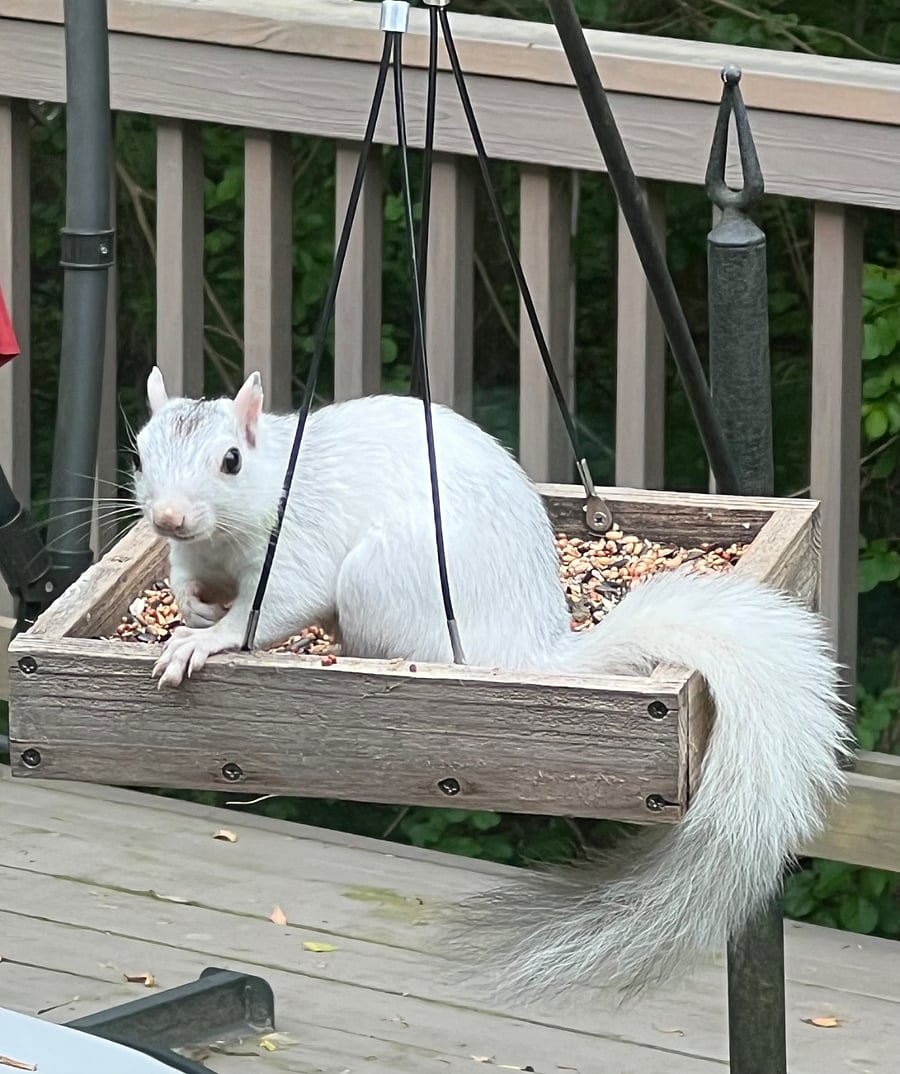Cute white squirrel visits often.