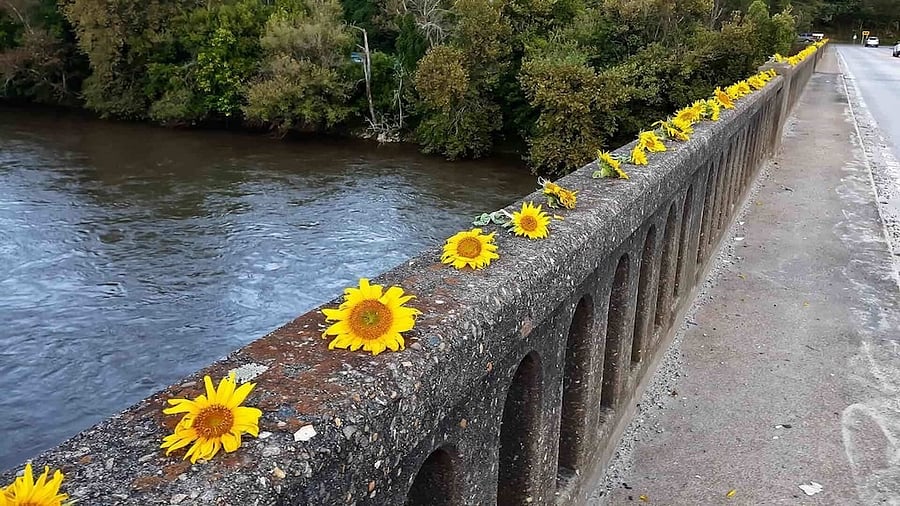 Sunflowers placed on bridge nearby. The Woodfin Wave for kayakers should be finished by fall of 2025.