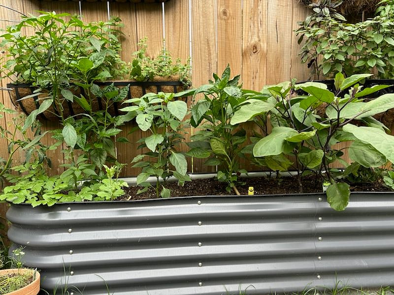 Shared herb garden in the backyard.