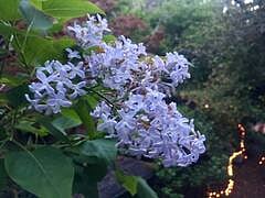 The lilac bushes in the yard bloom in February - April