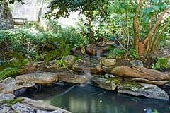 Koi pond. We have 5 fish who love the swim up the surface in hopes you'll feed them.