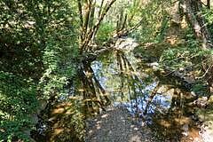 View of the creek from the foot bridge. In the winter months coho salmon and steelhead spawn here. We occasionally see otters, heron, American dippers, king fishers and other wild life.
