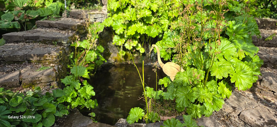 Secret garden down the street.