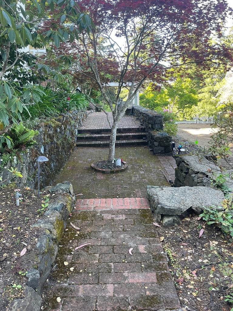 pass by a Japanese maple tree
