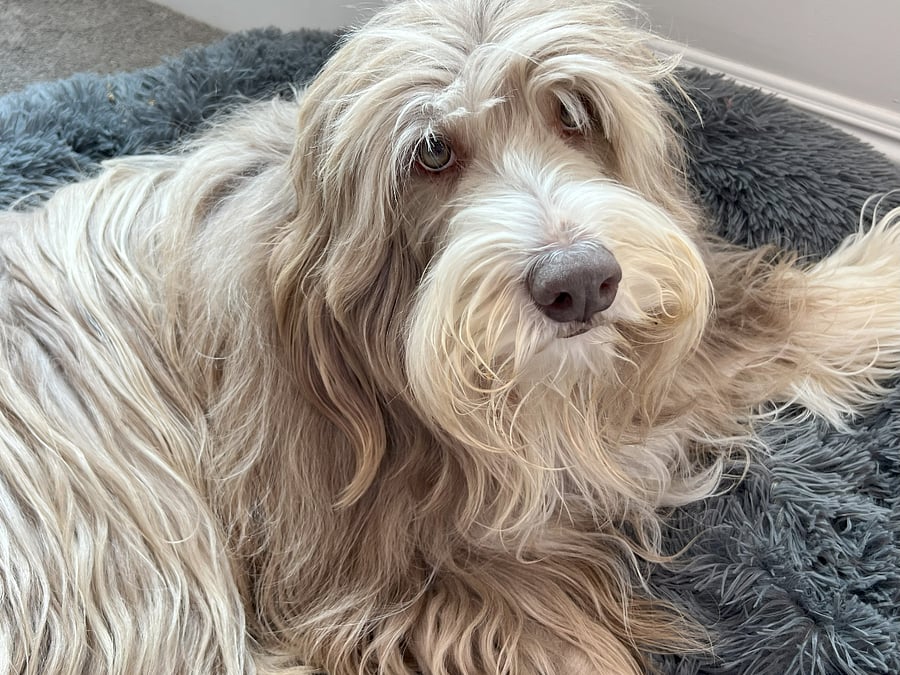 Dusty - one of our two dogs