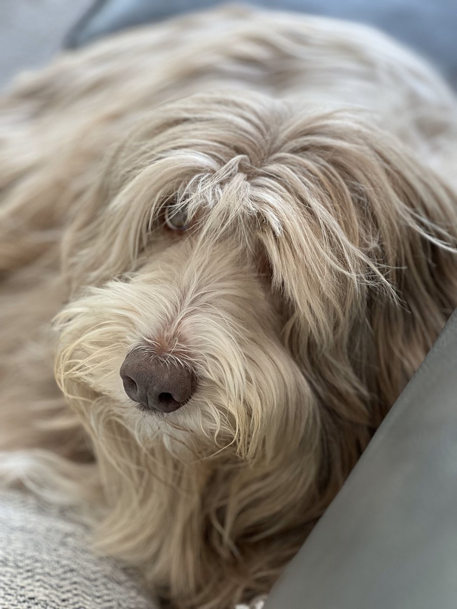 Dusty Dog