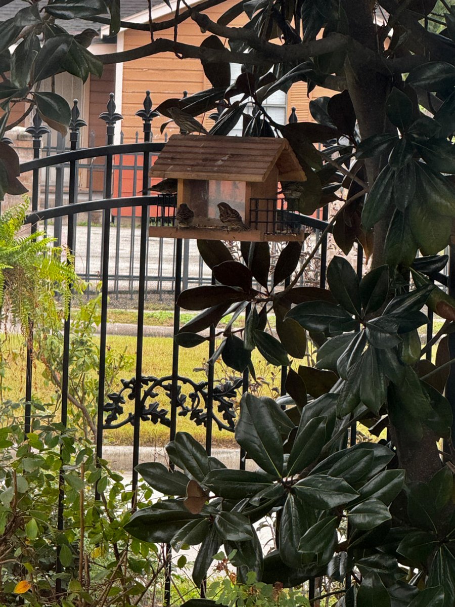 Bird feeder